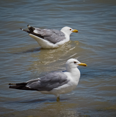 California Gull 1.jpg